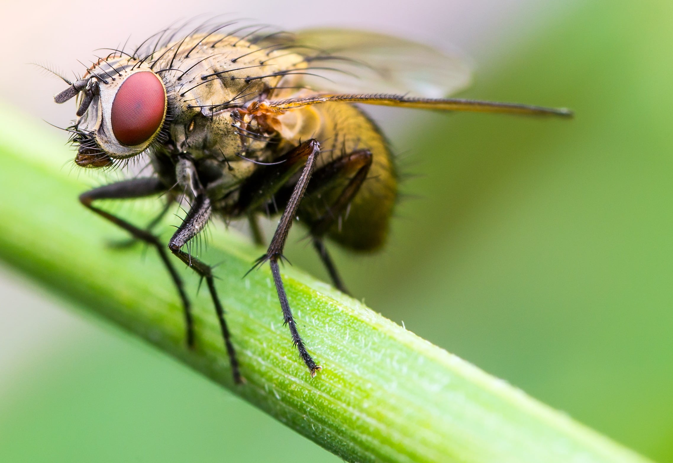 Young male fruit flies make females fight each other more University